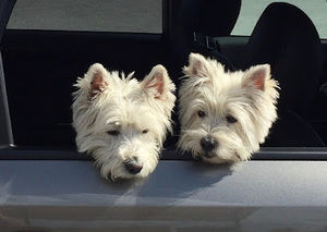 Meet your Posher, Janice